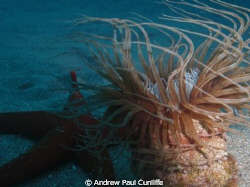 Orange Starfish with Tubular Anemone. I am very happy wit... by Andrew Paul Cunliffe 